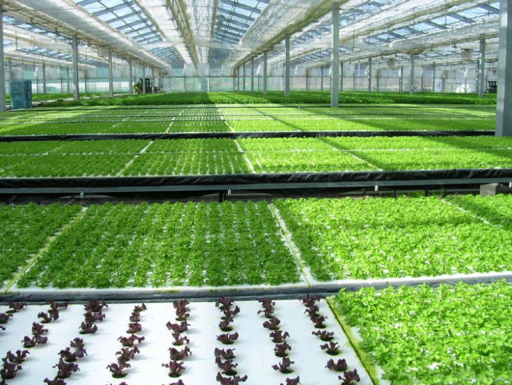 Hydroponics-source-lerablog.org_